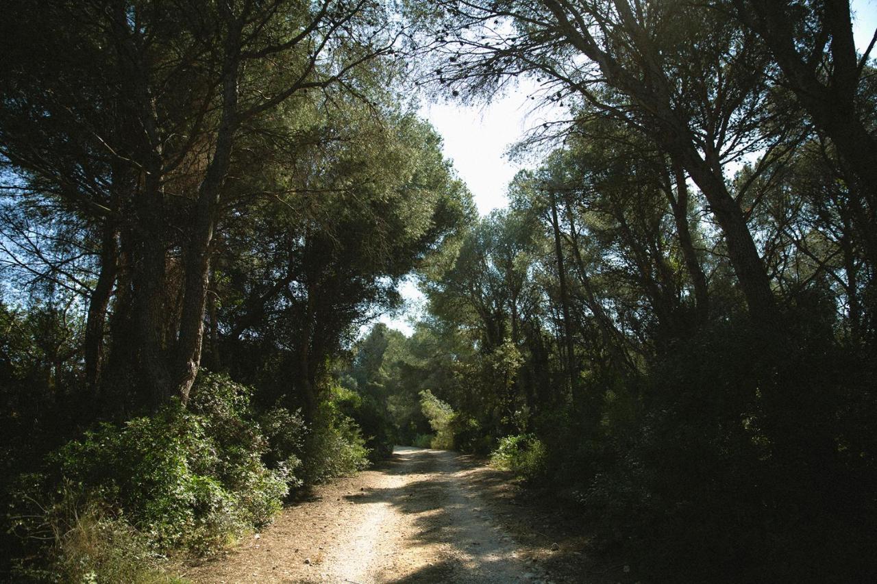 Masia Bartomeu Rural House Between Vineyards 2Km From The Beach El Vendrell Exteriör bild