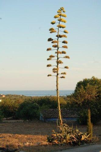 Masia Bartomeu Rural House Between Vineyards 2Km From The Beach El Vendrell Exteriör bild