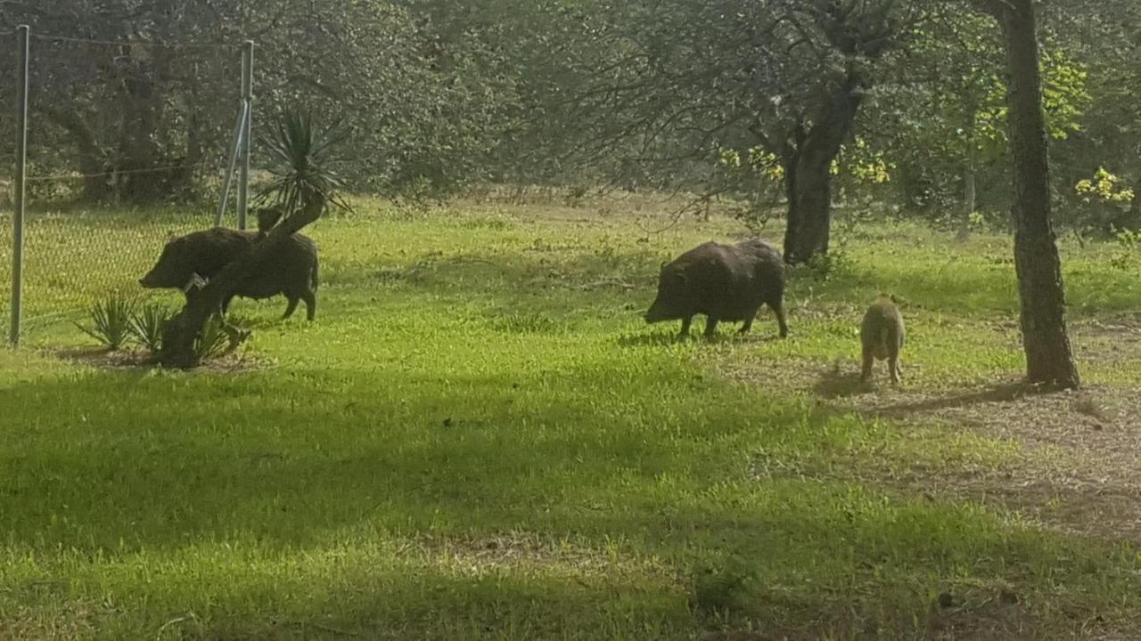Masia Bartomeu Rural House Between Vineyards 2Km From The Beach El Vendrell Exteriör bild